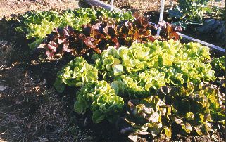 photo of the winter lettuce bed