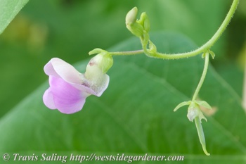 Fasold pole bean