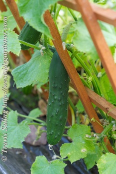 Marketmore 76 cucumber