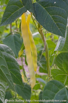 Marvel of Venice pole bean