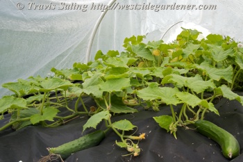 Socrates cucumber