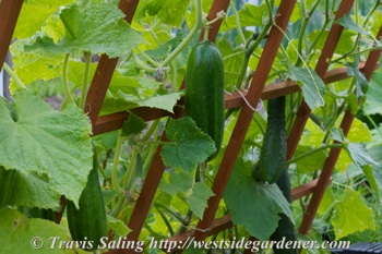 Sultan cucumber