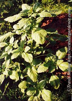 weed photo