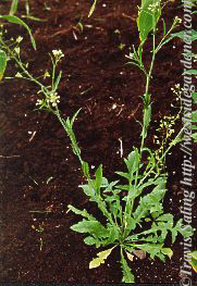 weed photo