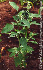 weed photo