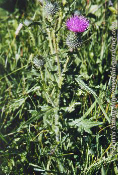 weed photo