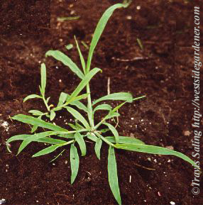 weed photo