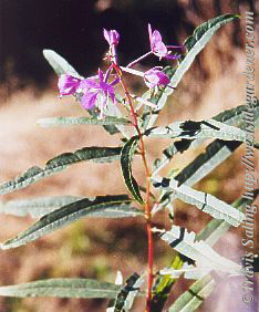 weed photo