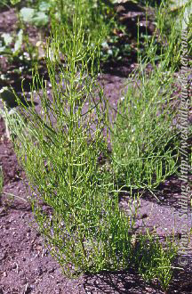 weed photo