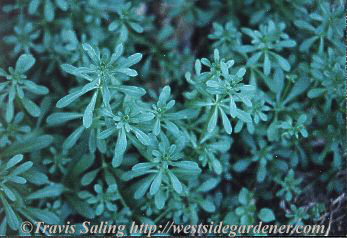 weed photo