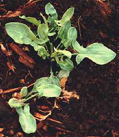 weed photo