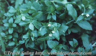weed photo
