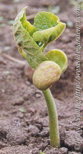 Snap (Green) bean seedling