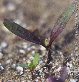 Beet seedling
