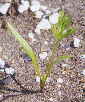 Carrot seedling