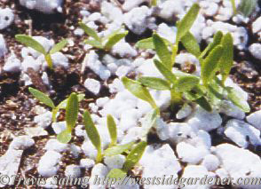 Celery seedling