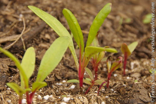 Chard 'Magenta' seedling