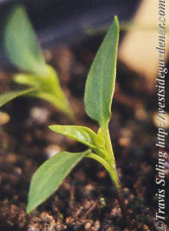 Pepper seedling
