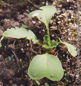 Radish seedling