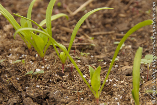 Spinach 'Winter Giant' seedlings