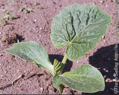 squash seedling