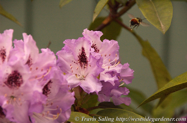 Bee flying near rhododendron flowers