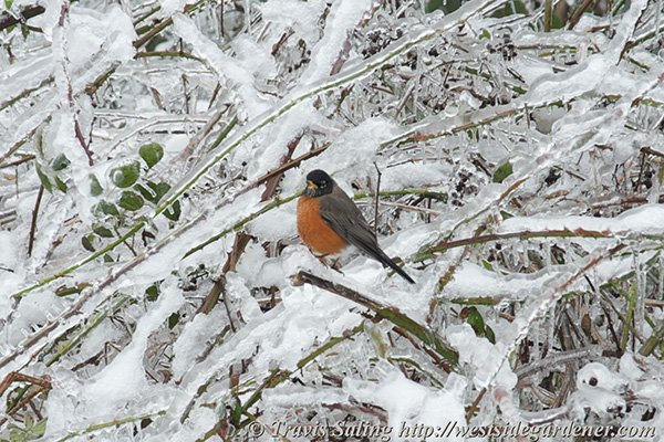 Robin sitting on ice-coated blackberry vines